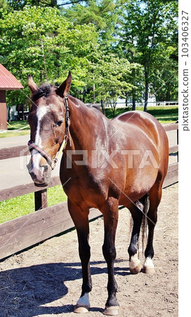 Landscape of Hokkaido's horse and nature theme park "Northern Horse Park" 103406327