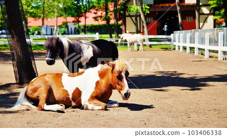 北海道的馬與自然主題公園“北馬公園”的景觀 103406338