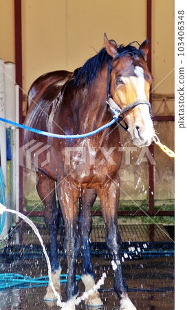 北海道的馬與自然主題公園“北馬公園”的景觀 103406348