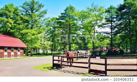 北海道的馬與自然主題公園“北馬公園”的景觀 103406351
