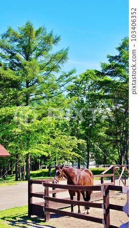 北海道的馬與自然主題公園“北馬公園”的景觀 103406352