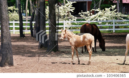 Scenery of Hokkaido Northern Horse Park Scenery of Hokkaido Northern Horse Park 103406365