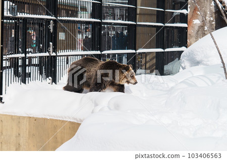 Grizzly Bear or Ursus arctos yesoensis at Asahiyama Zoo in winter season. landmark and popular for tourists attractions in Asahikawa, Hokkaido, Japan. Travel and Vacation concept 103406563