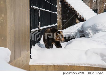 Grizzly Bear or Ursus arctos yesoensis at Asahiyama Zoo in winter season. landmark and popular for tourists attractions in Asahikawa, Hokkaido, Japan. Travel and Vacation concept 103406564