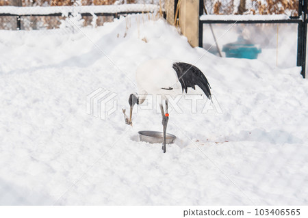 flamingo at Asahiyama Zoo in winter season. landmark and popular for tourists attractions in Asahikawa, Hokkaido, Japan. Travel and Vacation concept 103406565