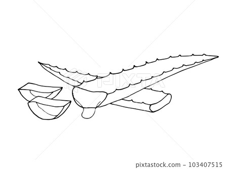 Hand drawn aloe vera 103407515
