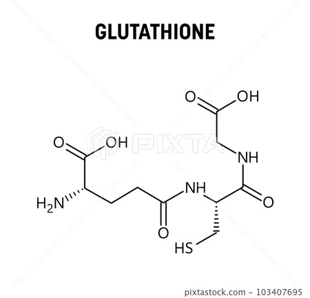 Glutathione molecular structure. Glutathione is an antioxidant in plants, animals, fungi, bacteria and archaea. Vector structural formula of chemical compound. 103407695