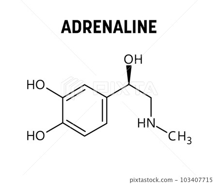 Adrenaline molecular structure. Adrenaline, or epinephrine, is a hormone and medication regulating visceral functions. Vector structural formula of chemical compound. Adrenaline molecular structure. Adrenaline, or epinephrine, is a hormone and medication regulating visceral functions. Vector structural formula of chemical compound. 103407715