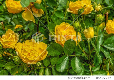 Golden celebration rose flowers on green leaves background 103407746