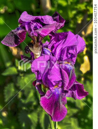 Iris Siberica Devils Dream flower on green leaves background Iris Siberica Devils Dream flower on green leaves background 103407754