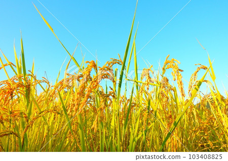 Ear of rice New rice Autumn 103408825