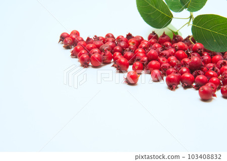 I used real red fruits and arranged them on a white background 103408832