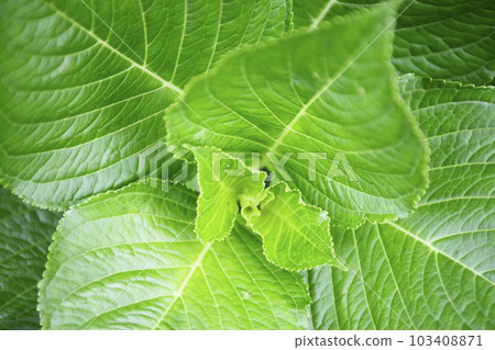 Hydrangea hydrangea leaves and veins Hydrangea hydrangea leaves and veins 103408871