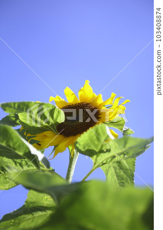 藍天和夏日陽光下的向日葵 藍天和夏日陽光下的向日葵 103408874