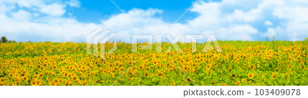 Field of blooming sunflowers against a cloudy summer sky 103409078