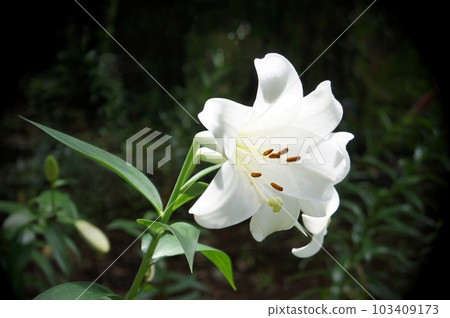 Shirayuri no Hana - Stock Photo [103409173] - PIXTA