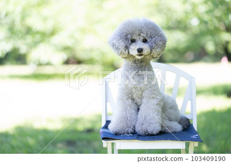 玩具貴賓犬 玩具貴賓犬 103409190