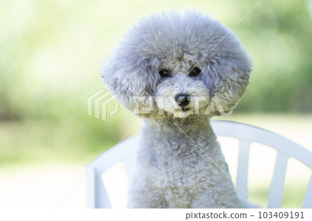 玩具貴賓犬 玩具貴賓犬 103409191