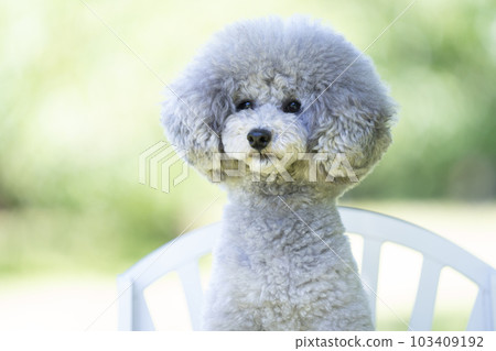 玩具貴賓犬 玩具貴賓犬 103409192