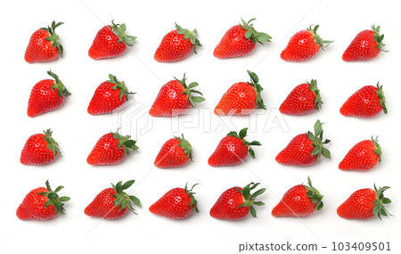 草莓白背 103409501