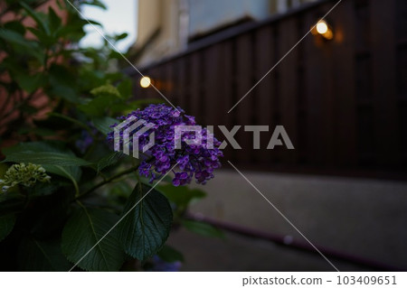 迷人的深紫色繡球花 迷人的深紫色繡球花 103409651