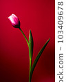 tulip, tulipa, bloom 103409678