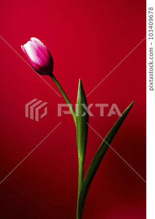 tulip, tulipa, bloom 103409678