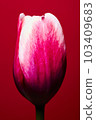 bloom, blossom, blossoms 103409683