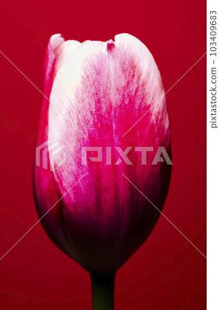 bloom, blossom, blossoms 103409683