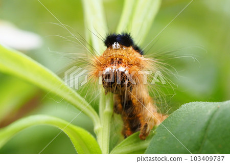 Larvae of Kunugi Kareh 103409787