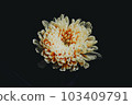 bloom, blossom, blossoms 103409791