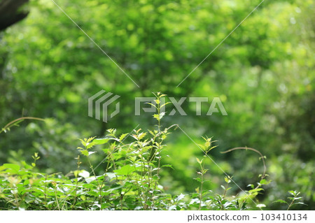 I walked in Mitsuike Park 103410134