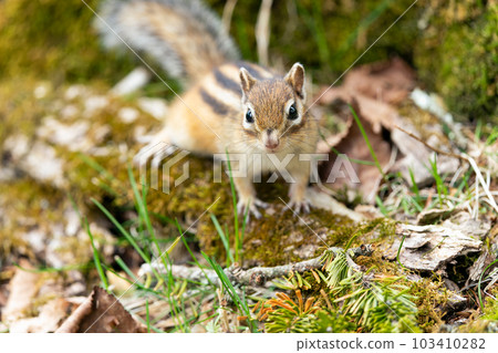 Ezo chipmunk looking at each other on a moss-covered fallen tree 103410282