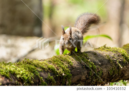 Ezo squirrel on top of a moss-covered fallen tree 103410332