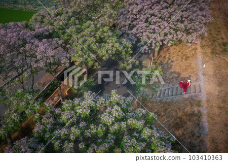 blooming neem flower 103410363