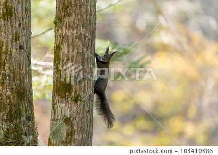 Ezo squirrel holding a walnut perched on a tree branch Ezo squirrel holding a walnut perched on a tree branch 103410386