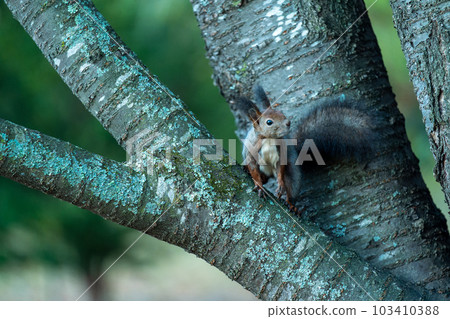 Ezo squirrel perched on a tree branch at dawn Ezo squirrel perched on a tree branch at dawn 103410388