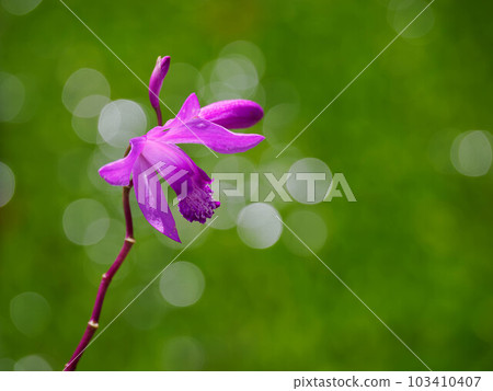 Beautiful red purple purple orchid Beautiful red purple purple orchid 103410407