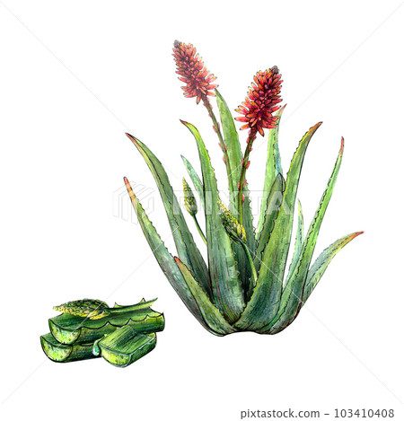 Watercolor botanical drawing of aloe vera plant with stems, leaves, flowers, blossoms and chopped leaves on white background. Realistic detailed sketch for illustration, references, card, encyclopedia Watercolor botanical drawing of aloe vera plant with stems, leaves, flowers, blossoms and chopped leaves on white background. Realistic detailed sketch for illustration, references, card, encyclopedia 103410408