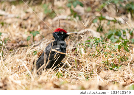 在枯葉中的黑啄木鳥 103410549