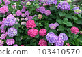 Hydrangea - a lot (small) 103410570