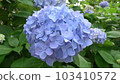 Hydrangea-light blue 103410572