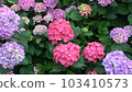 Hydrangea - a lot (medium) 103410573