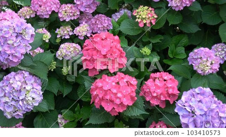 Hydrangea - a lot (medium) Hydrangea - a lot (medium) 103410573