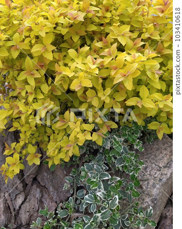 Spirea bush with bright yellow-orange leaves, ornamental shrub in the garden 103410618