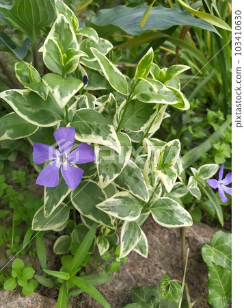 Delicate blue flowers of variegated periwinkle against a background of bright foliage Delicate blue flowers of variegated periwinkle against a background of bright foliage 103410630