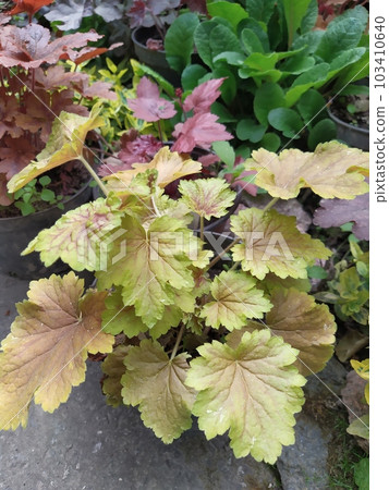 Heuchera leaves with bright veins, ornamental perennials in the garden Heuchera leaves with bright veins, ornamental perennials in the garden 103410640