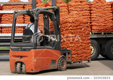Forklift Loading Mesh Bags of Fresh Onion into the Truck - Postharvest Handling of Vegetables, Transport and Logistics  103410833