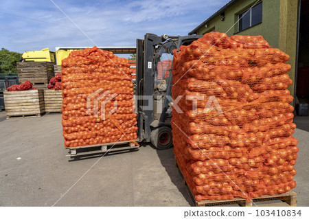Forklift Loading Palletized Onion Bags Wrapped in Netting into the Truck for Distribution To Market - Transport and Logistic 103410834