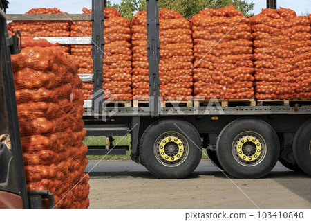 Forklift Loading Palletized Onion Bags Wrapped in Netting into the Truck for Distribution To Market 103410840